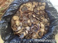 Sell Operculum  Murex