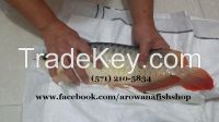 Red Tail Golden Arowana Fish For Slae