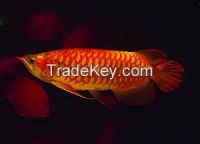 Chilli Red Arowana Fish For Slae