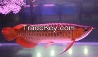 Super Red Arowana Fish For ale 8-12 and 12-21 inches for sale