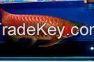 Green and Red Arowana Fish For Slae