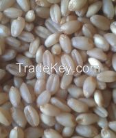 wheat supplyer, 350USD/1ton