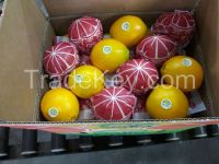 Navel orange from egypt