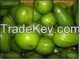 FRESH AVOCADO WITH COMPETITIVE PRICE AND HIGH QUALITY!