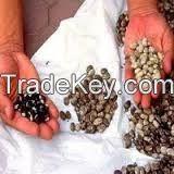 Herbs Seeds