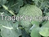 Fresh Broccoli