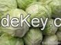 Fresh Celery Cabbage