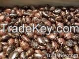 Castor Seeds