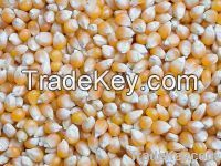 Yellow Corn & White Maize