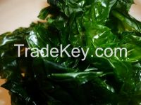 seaweed dry ulva lactuca