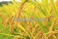 Rice / Rice 20kg / Brown rice Grain Sticky rice Sweet rice