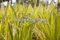 PAKISTAN IRRI 6 LONG GRAIN WHITE RICE