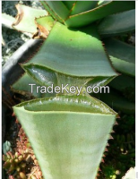 Aloe Vera Extract, Aloe vera Gel, Aloe vera Juice, Aloin 1%, 5%, 10% 20% 40%