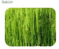 White willow extract 15-98% Salicin