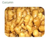 Turmeric Curcuma longa Extract 95% Curcumin