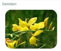 Genista Tinctoria Extract Genisten 98%, cas446-72-0