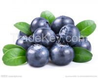 GMP factoty organic blueberry juice powder