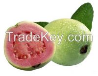 guava leaf powder/guava powder/guava extract powder