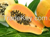 Papaya fruit extract powder enzyme papain