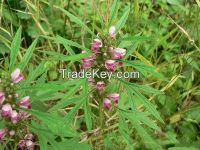Organic Motherwort Herb Extract