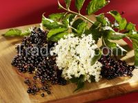 100% natural herbal Elderberry Extract Powder