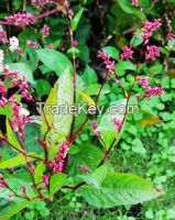 100% Natural Giant Knotweed Resveratrol Extract 99%