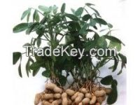 high quality and best price Luteolin 80%-99% with CAS NO. 491-70-3