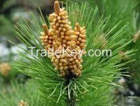 Natural Pure Pine Pollen Extract Powder