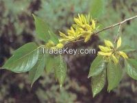 Eucommia ulmoides extract chlorogenic acid