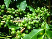 100% natural green coffee bean extract