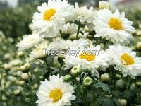 Sell White Chrysanthemum