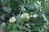 Sell Chrysanthemum Flower