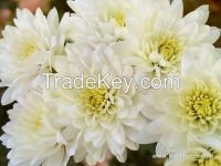 Sell Hangzhou White Chrysanthemum