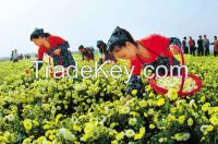 Huangzhou White JU HUA TEA&Chrysanthemum morifolium