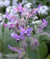 Sell borage oil,pumpkin seed oil