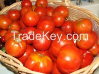 Fresh Tomatoes seeds for sale