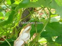White kidney bean P.E