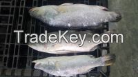Frozen Barramundi