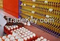 Chicken eggs, Cobb 500 and Ross 308 Chicken Eggs, Broiler Hatching eggs