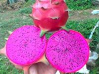 RED DRAGON FRUIT NEW CROP CHEAP PRICE
