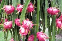 VIETNAM DRAGON FRUIT, BEST FRUIT