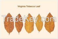 Dried Virginia Burley Tobacco Leaves