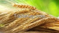 rye grain