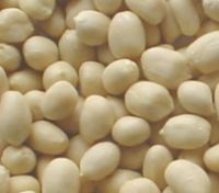 Sell blanched peanut kernels Spanish type/Hsuji type