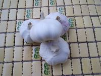 Sell pure white garlic size 6.0cm