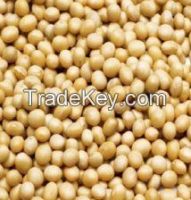 SOY BEAN  (ARGENTINA)