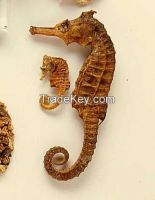 Dried Seahorse Now Available