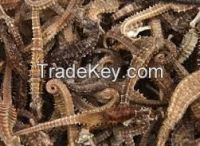 Quality Dried and Frozen Sea Cucumber and sea horse