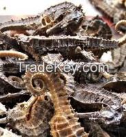 Sell dried sea horses a good quality