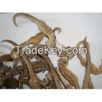 Dried seahorse for sale